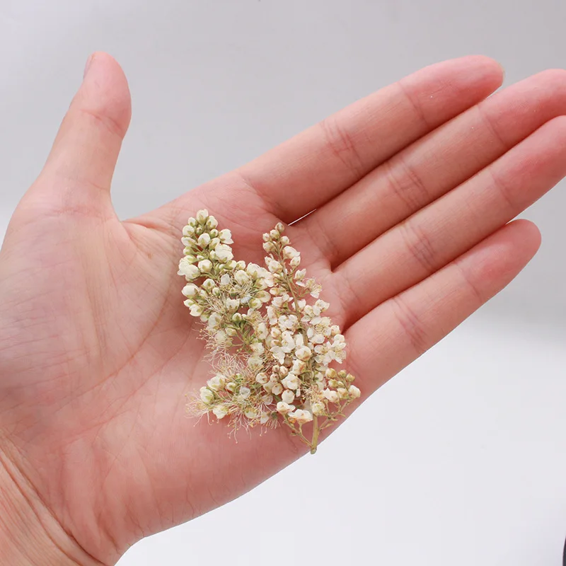 60pcs Pressed Dried Spiraea Thunbergii Sieb. Flower For Jewelry Postcard Photo Frame Phone Case Bookmark Candle Making DIY
60pcs Pressed Dried Spiraea Thunbergii Sieb. Flower For Jewelry Postcard Photo Frame Phone Case Bookmark Candle Making DIY