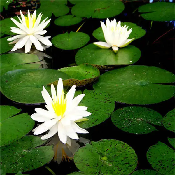 5 шт./лот японский цветок лотоса чаша гидропонная вода Лилия экзотические водные