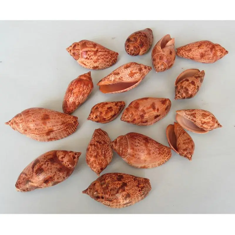 

Natural conch shells small aquarium fish tank decorative landscaping jewelry