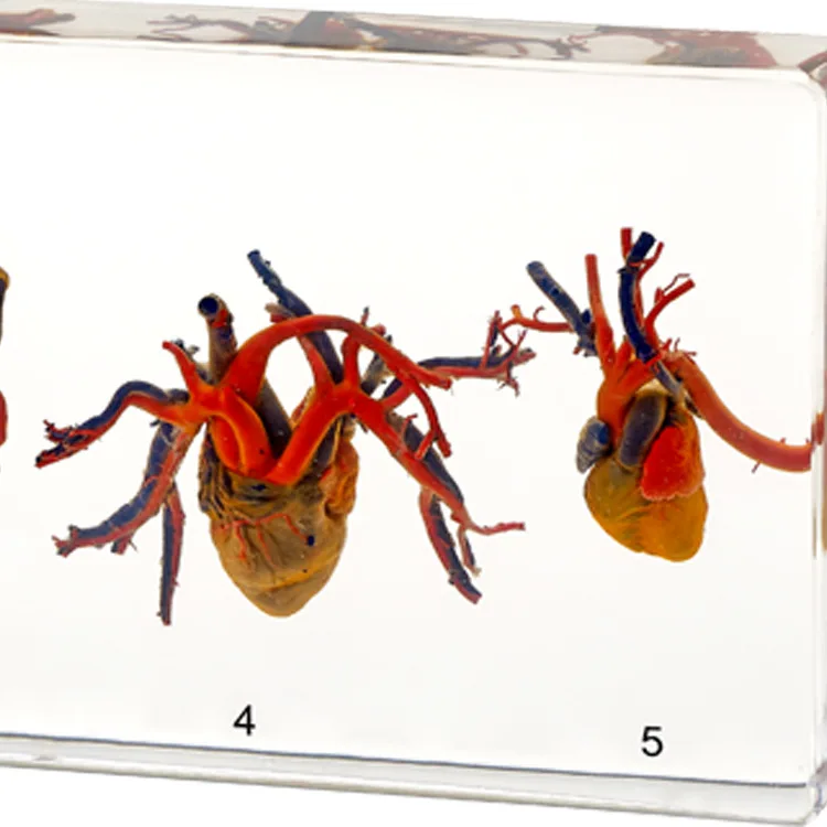 Пять классов образцы сердца естественные науки насекомых популярные товары для