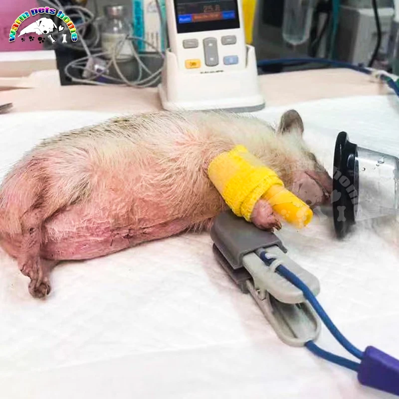 Маска для домашних животных анестезия пластмассовая маска ручной реаниматор