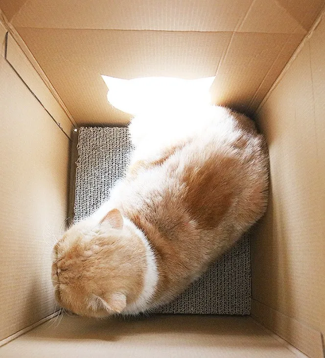 Лежанка для кошек Когтеточка со сменными картонными кошками Подушка кровать