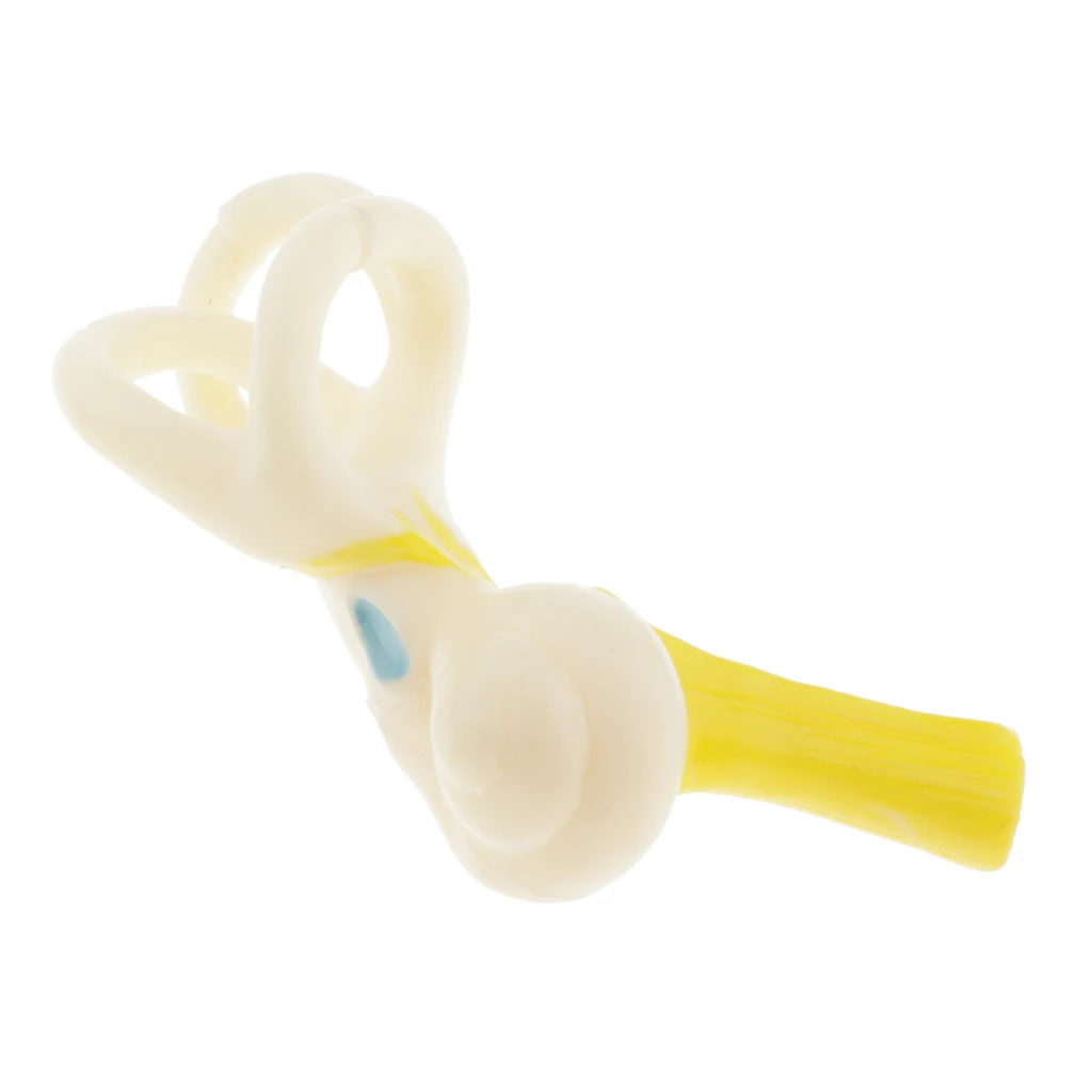

Lab - 5X Enlarged Numbered Human Ear Cochlear Anatomy Model