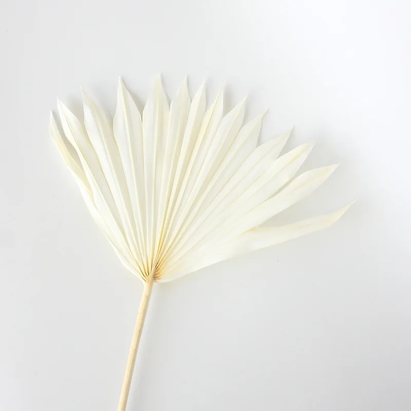 Украшение для дома в скандинавском стиле большой лист натуральный кошачий хвост