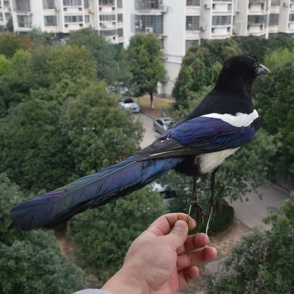 1 шт. наполнитель для аксидермии Pica pica eurasia Magpie /Common Magpie/обучение/украшение черного
