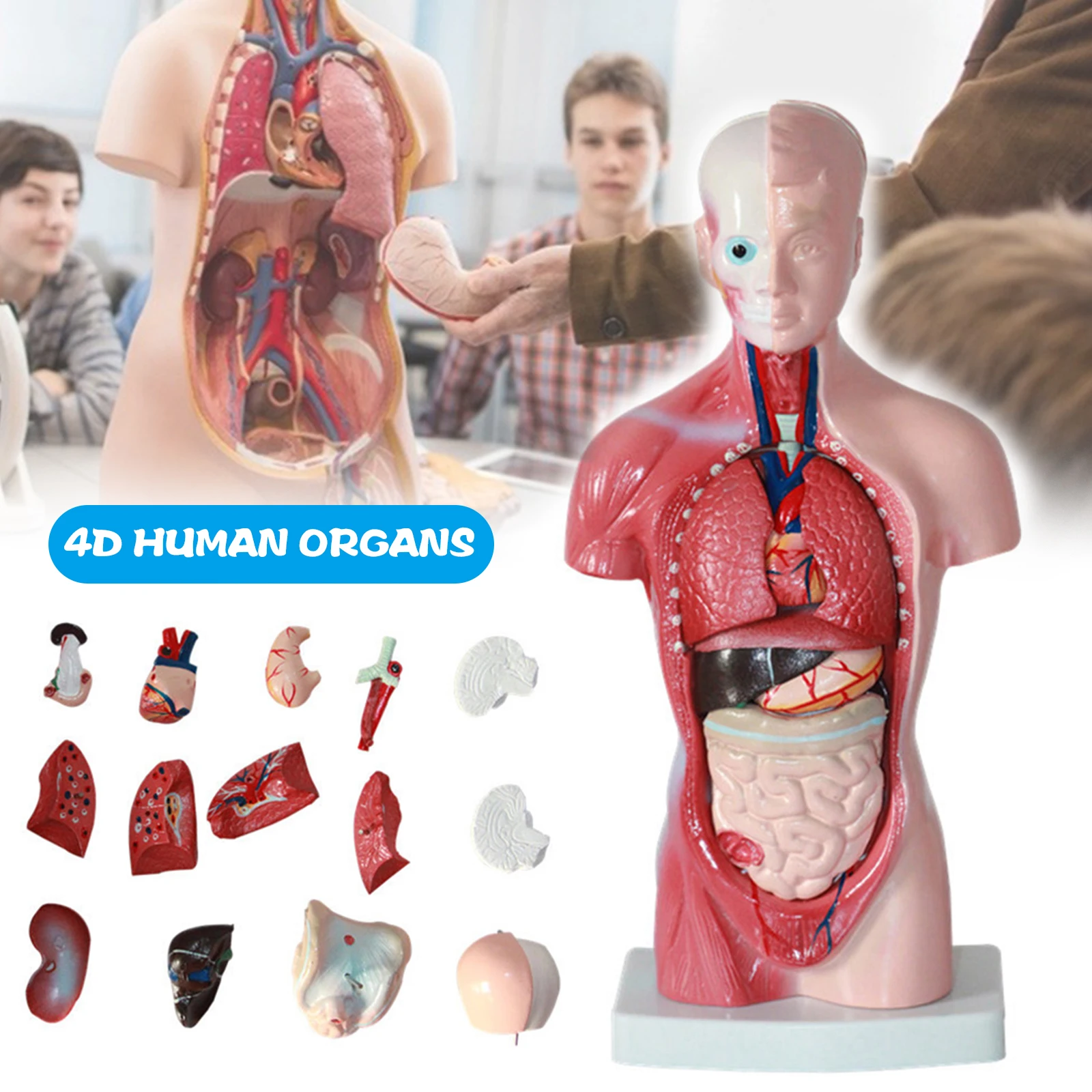 Модель анатомическая сборная 4D для человеческих органов 1 комплект | Канцтовары