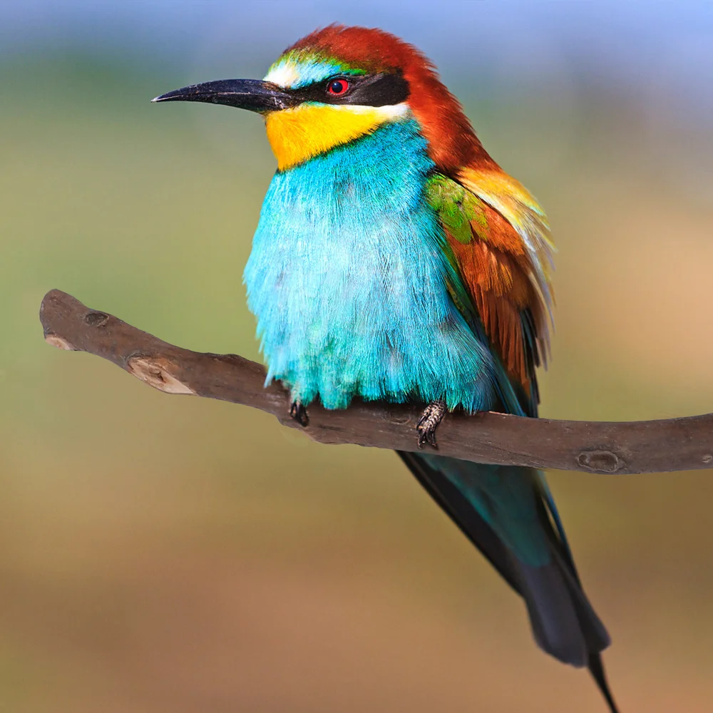 

1 Set of Parrot Standing Pole Grinding Teeth Plaything Bird Supplies