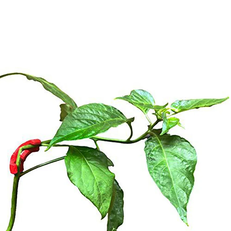 20 шт. 90 градусов завод трубогибы томатный крепежные зажимы изгиб для рассады