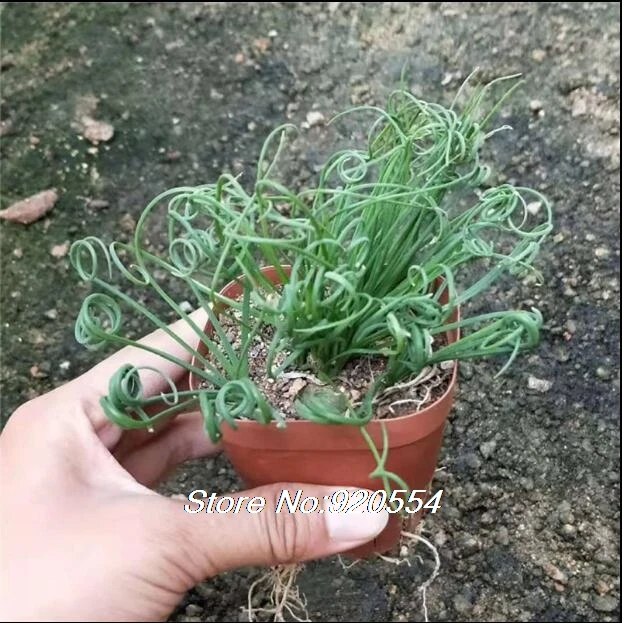 4 Импортные 5 шт. Albuca concordiana Волшебные цветы домашний сад - Цвет: 4