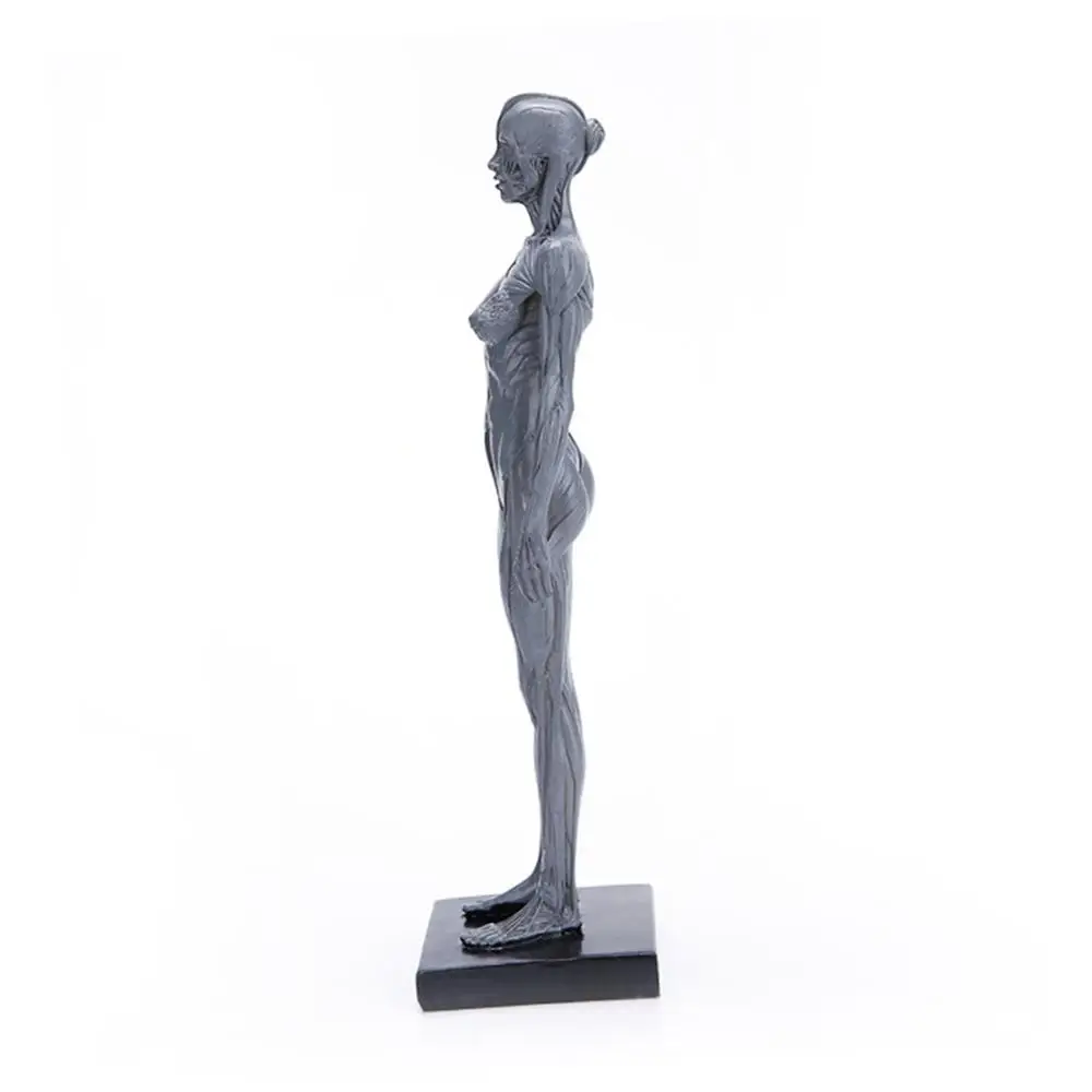 

Resin Imitation Human Muscular System Model Simulated Human Muscle Decoration Display Decorative Gift