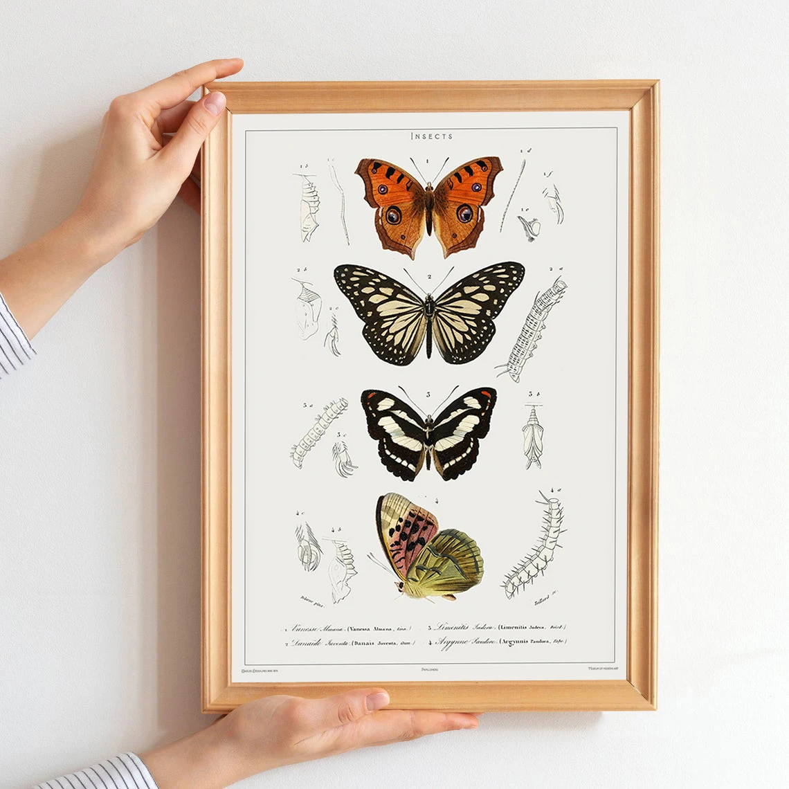 ВИНТАЖНЫЙ ПЛАКАТ с бабочками принт бабочкой плакат карлезом дессалинами