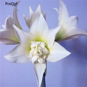17 Ngryise 3 шт. набор Amaryllis лампочки True Hippeastrum rutilum - Цвет: 17