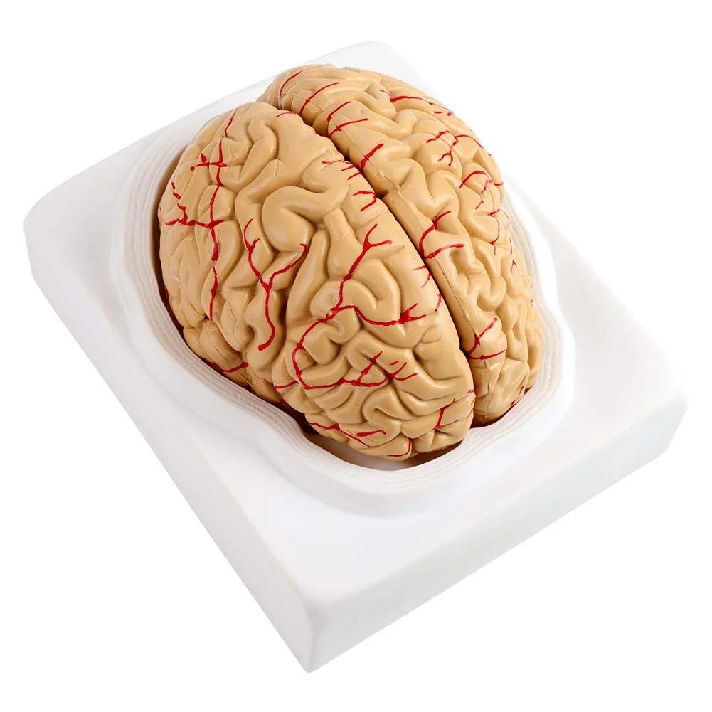 Brain 47. Медицина мозг. Сосуды головного мозга анатомия. Макет человеческого мозга купить.