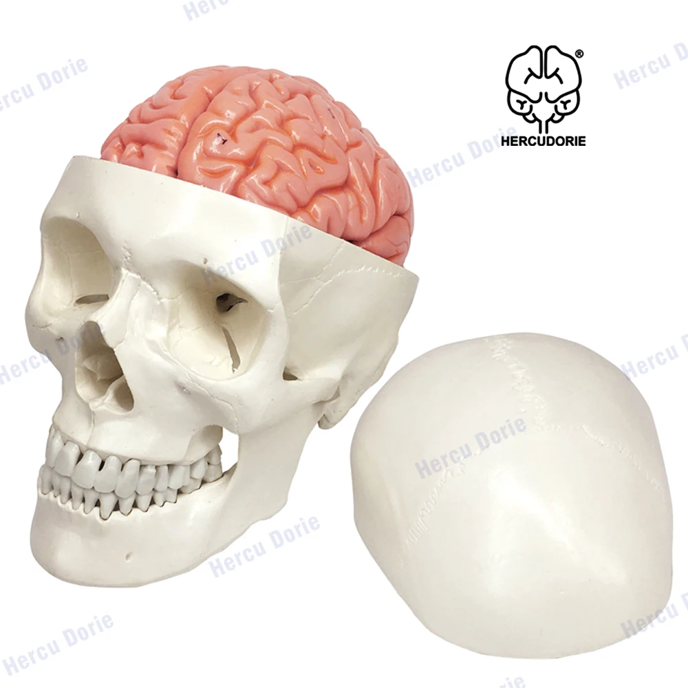 Human Skull and Brain Model 11 Parts Life Size Anatomical Head W/Brain for Medical Teaching Learnin | Канцтовары для офиса и