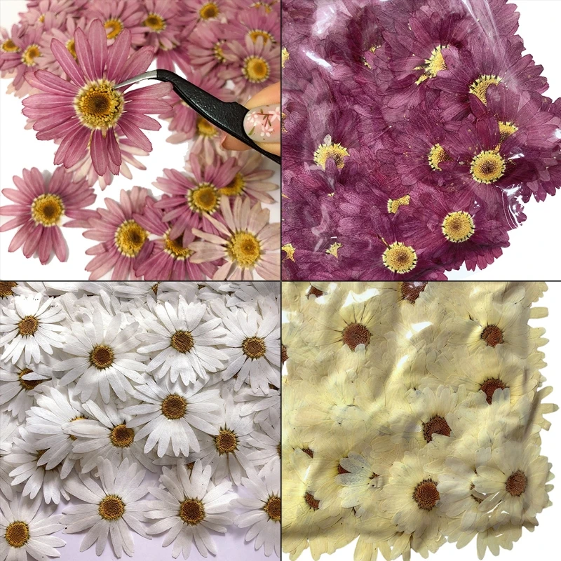 

Real Dried Pressed Flowers Leaves Natural Pressed Chrysanthemum Daisy Flowers with Tweezers for Scrapbooking Decoration