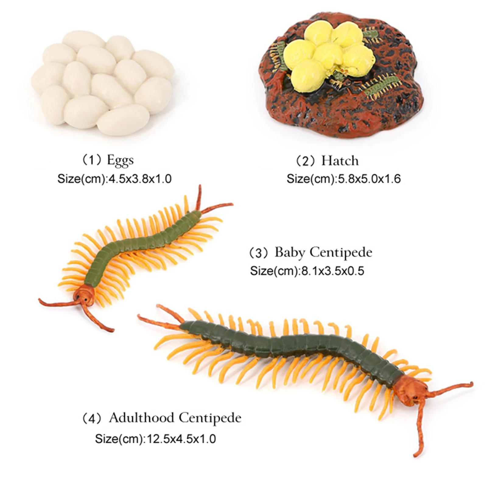 

Insect Centipede Lore Life Cycle - 4 Pcs Insect Figure Shows Life Eggs Hatch Baby Centipede Adulthood Centipede