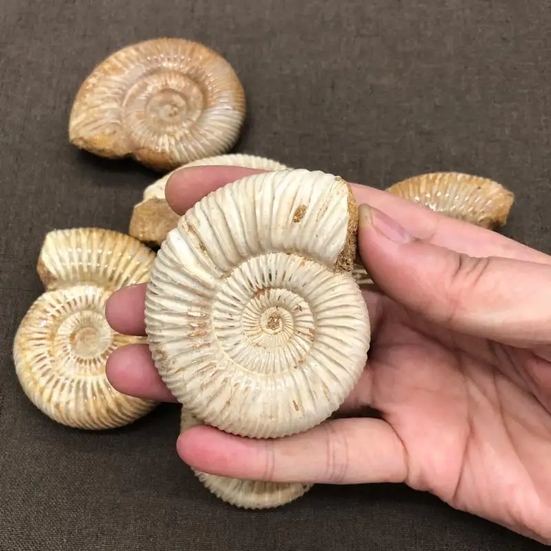 4-6 см натуральный мадагаскарский большой образец панеологические ископаемые