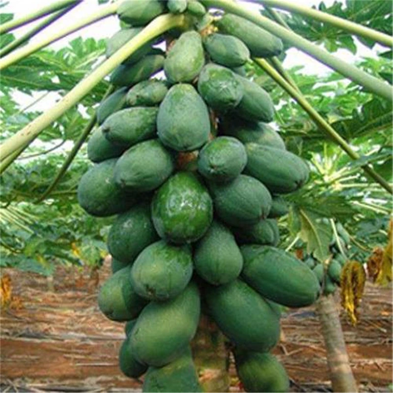 

25 шт. ароматные фрукты карликовый Hovey Papaya шкаф для ванной зеленая папайя дерево мебель