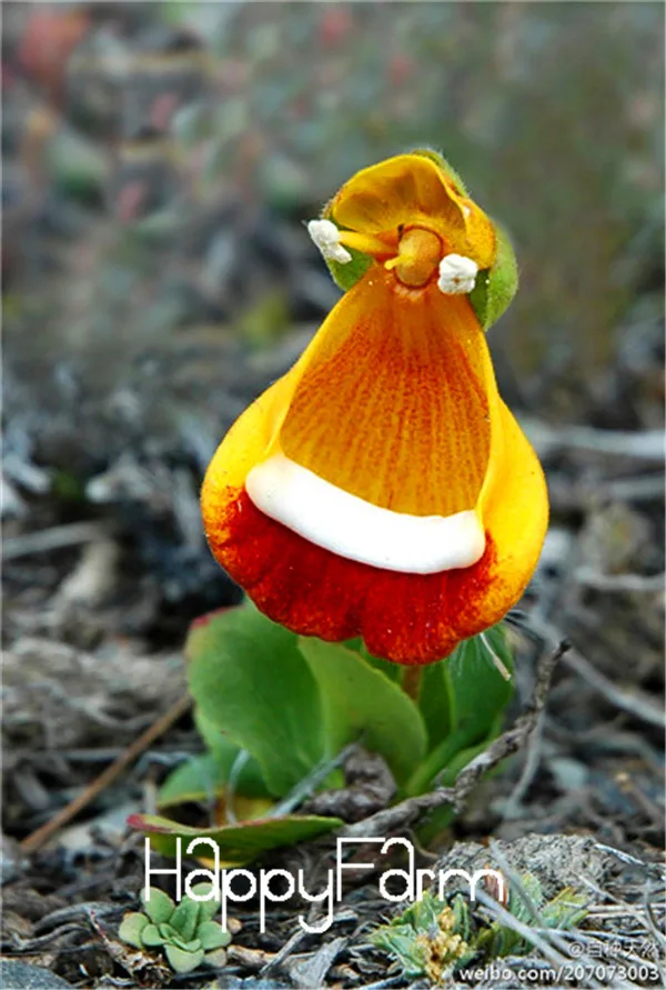 Calceolaria uniflora растения 200 шт инопланетяне Цветочные плантации сад DIY бонсай экзотические растения Цветочные Цветы легко сажать,# RC9TZO