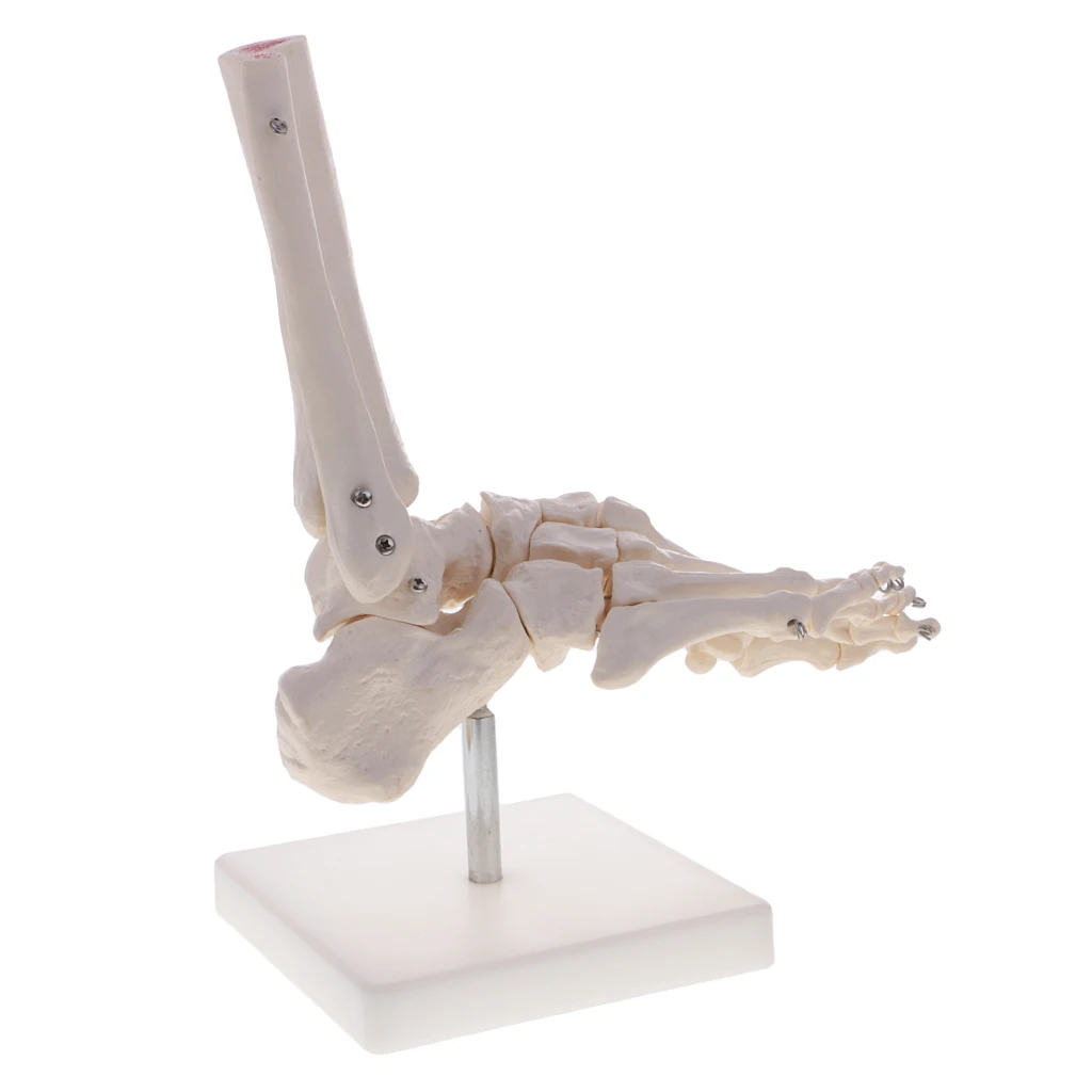 

1:1 New Life Size Foot and Ankle Joint Model with Base