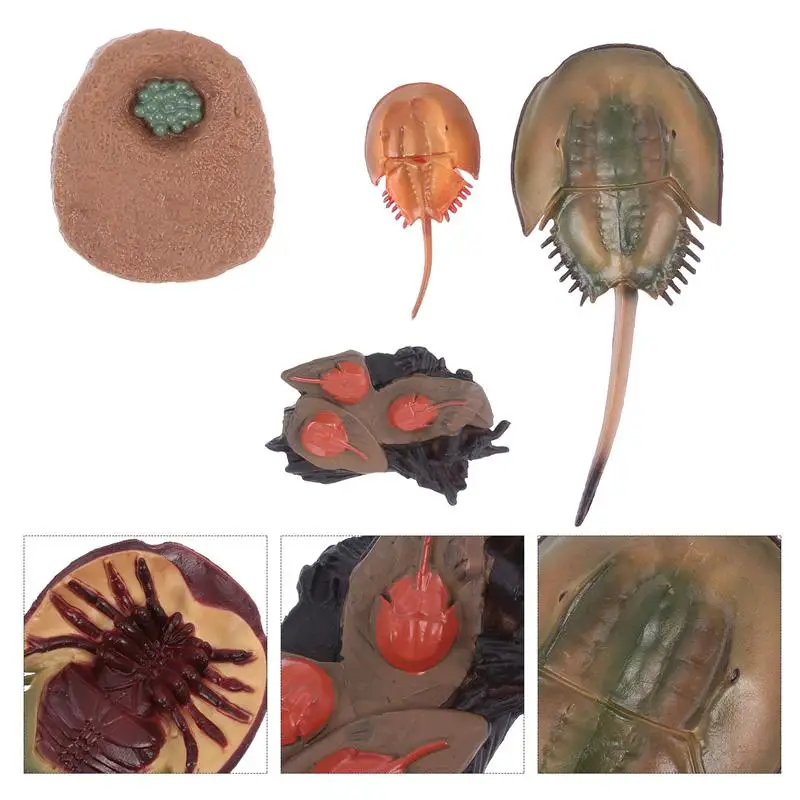 

1 Set Horseshoe Crab Grwth Model Decor Educational Model Plastic Craft Kids Model Toy for Education Kids