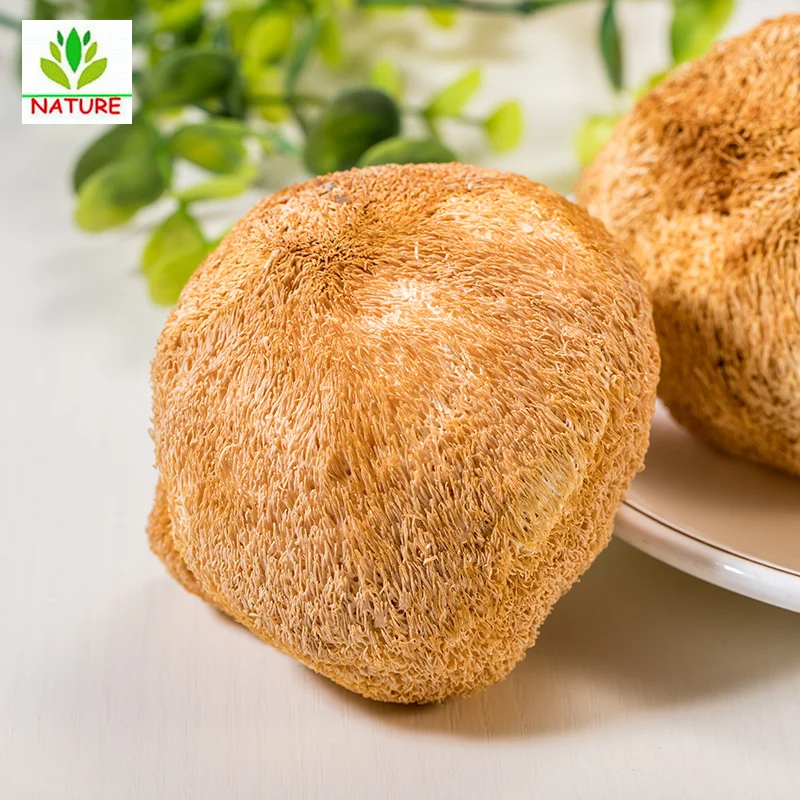 

Dried Wild Organic Lions Mane Hericium Erinaceus Mushroom