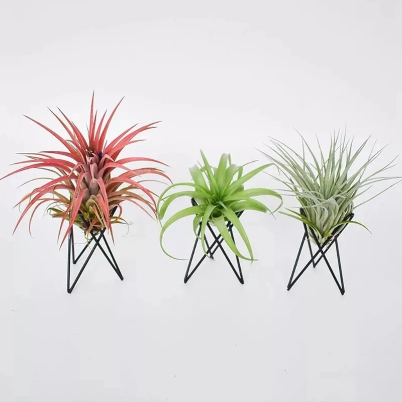 

Air Plant Holder Metal Flower Pot Stand Geometric Iron Tillandsia Display Art