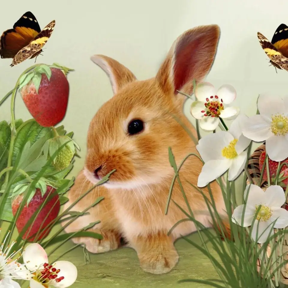 

New 5D Diamond Painting Handmade DIY Embroidery Cross stitch Full Square Custom Photo "Animal Rabbit" Wall Home Decoration Gift