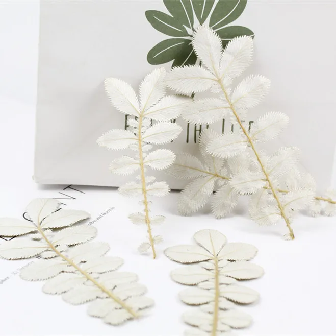 

60pcs/8-12cm,Natural Pressed Real Flower,eternal leaves DIY Wedding invitations Craft gift Bookmark Scented candles Decoration