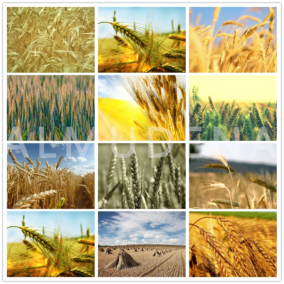 

Full Square Round Drill Wheat Field Scenery Cross Stitch Home Decoration Diamond Embroidery Painting Field Scenery Wall Poster
