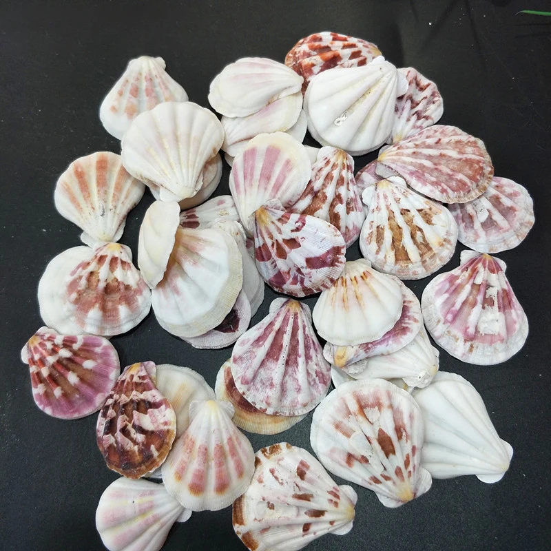 

500g/bag Aquarium Landscaping Shell and Conch Ornaments Natural Sea Beach Conch Shells Crafts Fish Tank Decoration