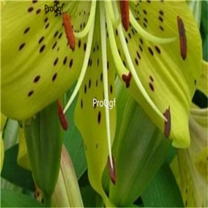 6 Ngryise 20 шт набор Lilium brownii Lily - Цвет: 6