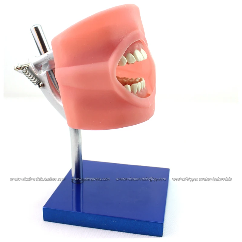 CMAM/12557 Dental фантомная головка медицинская анатомическая модель для обучения