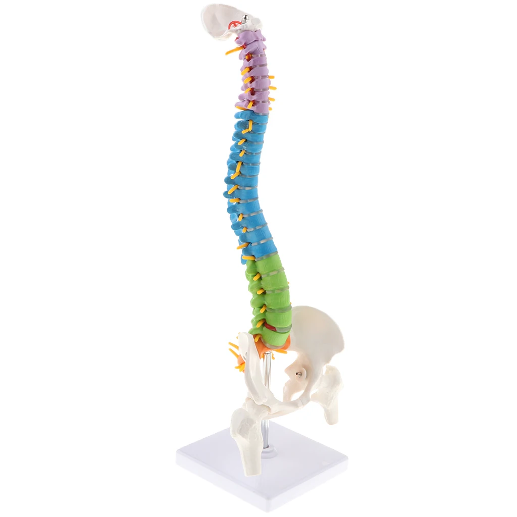 

1:1th Flexible Human Spine Anatomical Model w/ Pelvis Femur Vertebral Column