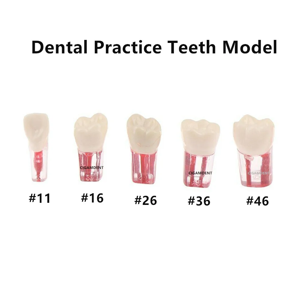 

Dental Endodontic Root Canal Study Model Endo Rotary Files Practice RCT Pulp Cavity Resin Teeth Dentist Teaching Material