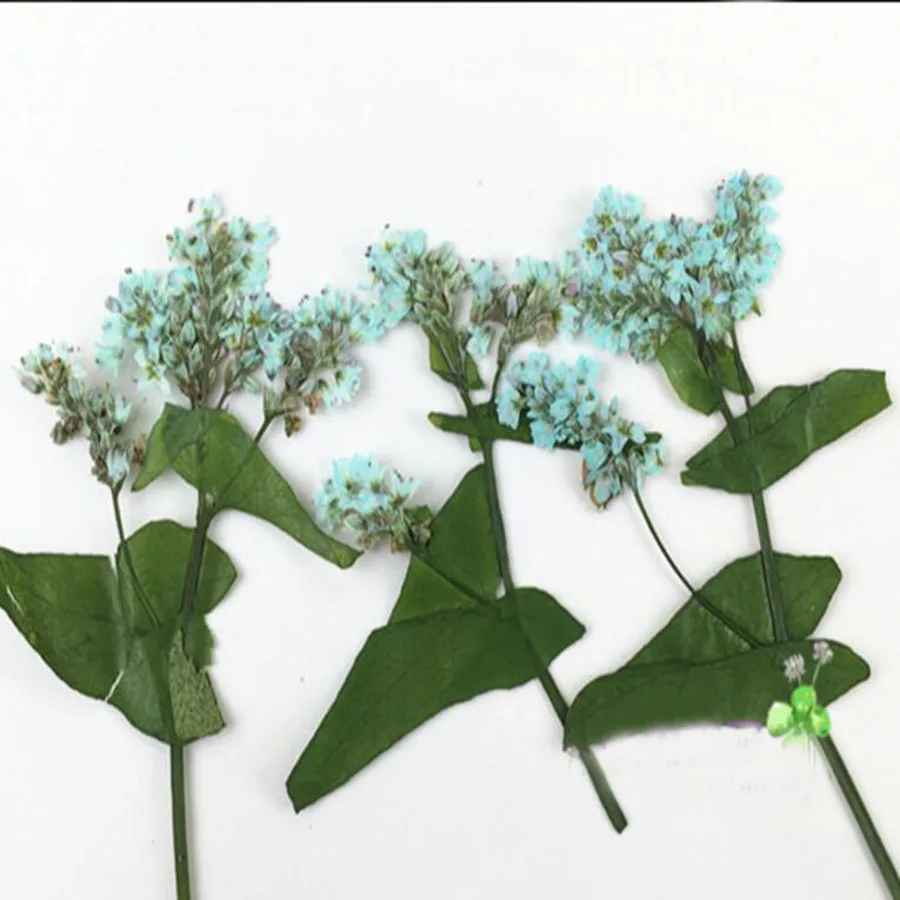 80 шт прессованный высушенный цветок гречихи гербарий из растений для ювелирных