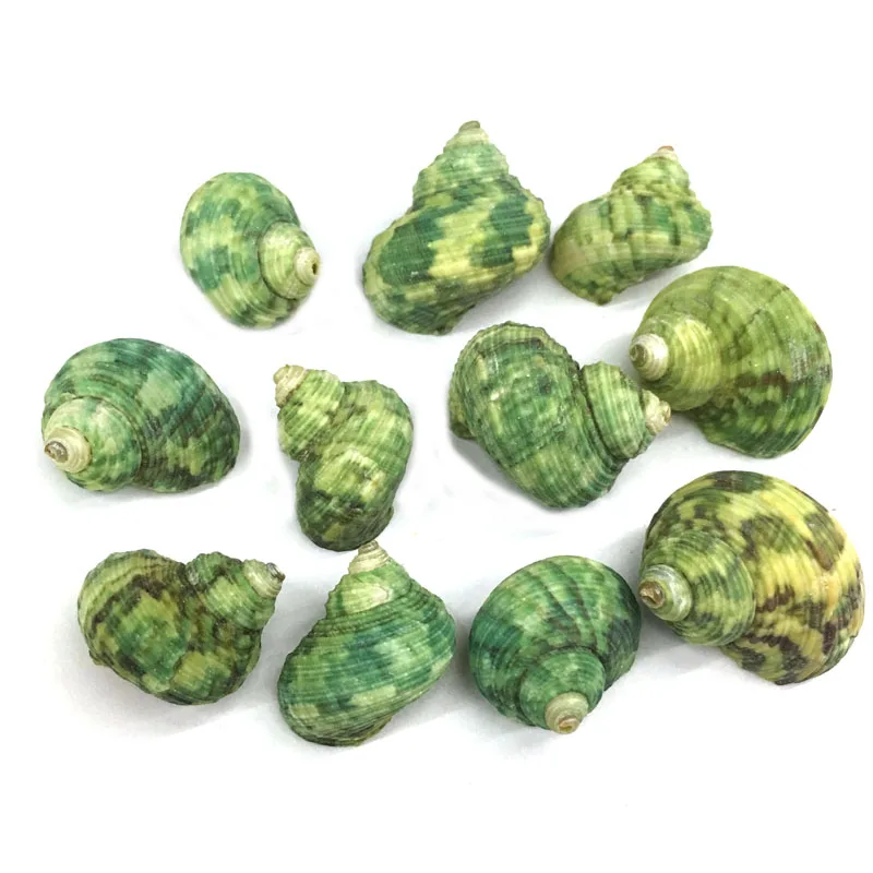 

Natural shell Green conch Pendants Exquisite charms for Jewelry Making DIY Bracelet earring Necklaces Accessories Size 22x30mm