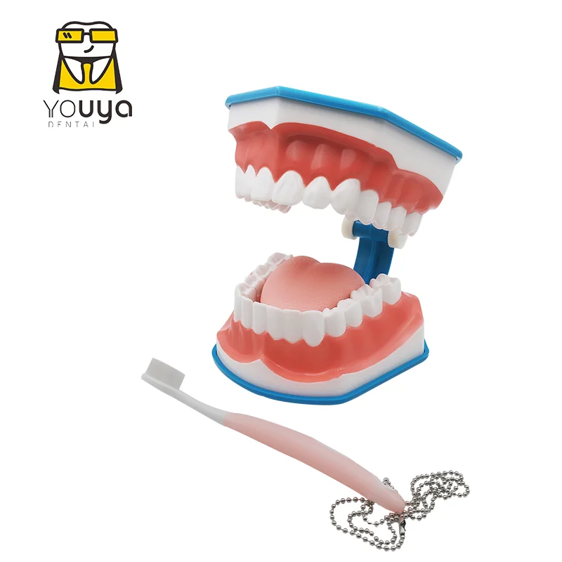 Standard Dental Teaching Model Study On The Structure Of Oral Teeth Dentist Educational Demonstration Tool For Brushing Teeth
