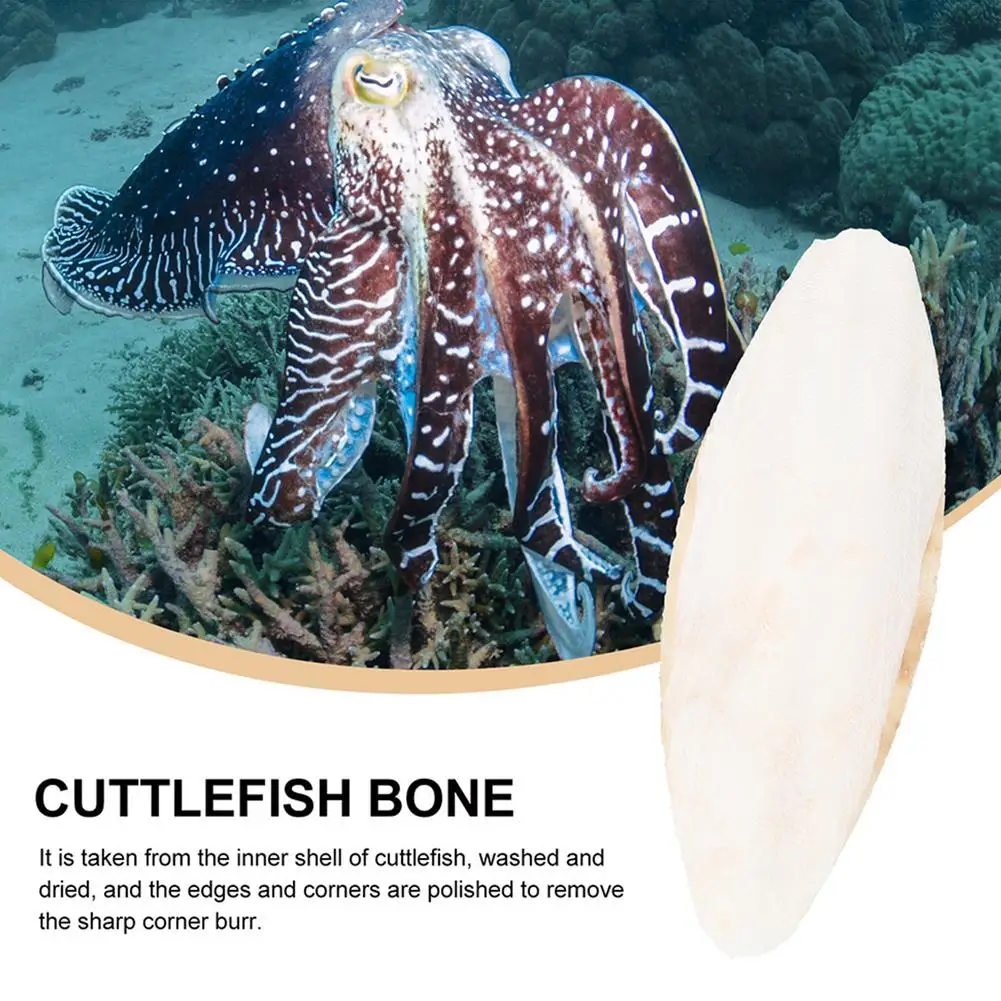 

10Pcs Natural Cuddle Bone Parrot Chew Toy Teeth Grinding Training Chewing Cuttlefish Bird Food Cuttlebone Molar Toys Pet Product