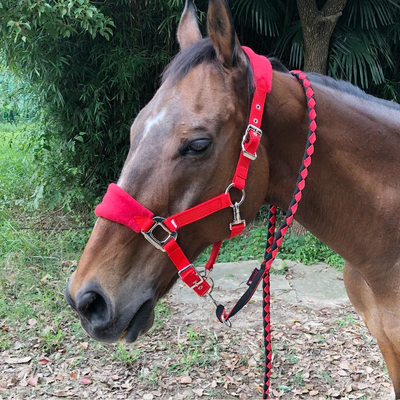 красный недоуздок. уздец. недоуздок для лошади. красная уздечка. скаковая амуниция для лошади.
