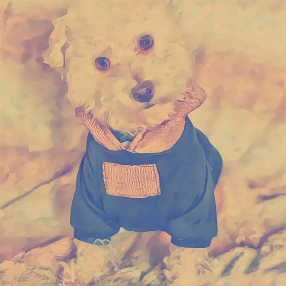 

Schnauzer Hoodies for Poodle Fashion Letter Print Hoodies for Chihuahua Sweater Pug Costume PC0983
