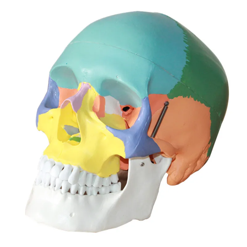 Модель головы человека в натуральную величину 1:1 модель анатомии мозга