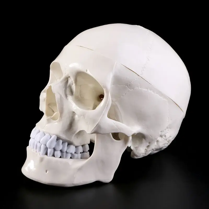 

Человеческая анатомическая анатомия, скелет, череп, обучающая модель, школьные принадлежности, учебный инструмент, Прямая поставка