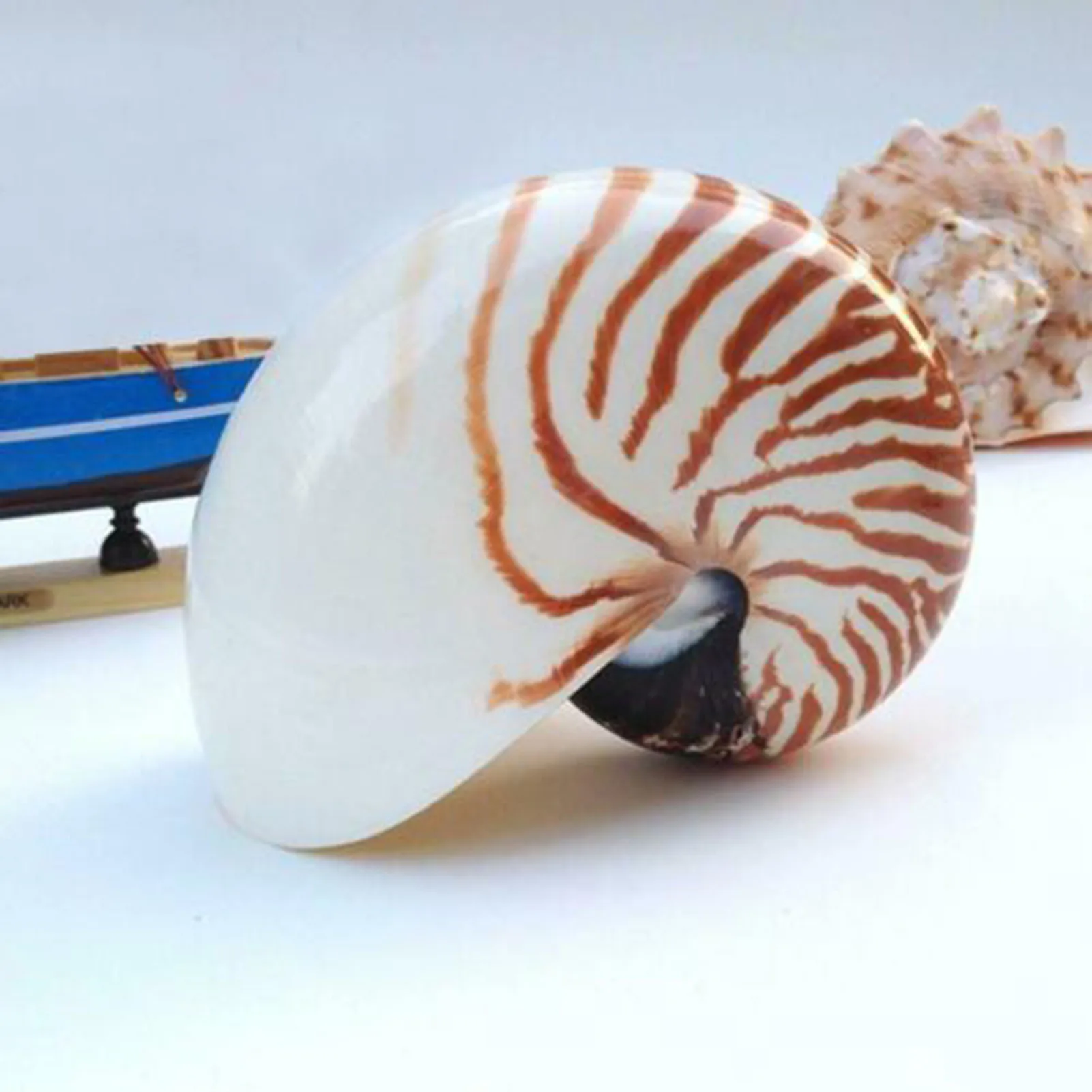 

Natural Pearly Screw Nautilus Conches Shells Sea Snail Home Decoration Ornament RT88