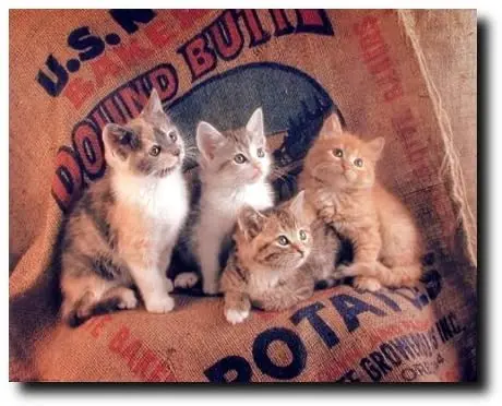 

Funny Cat Wall Decor Gunnie Sack Cute Kittens Kids Room Animal Art Print Poster