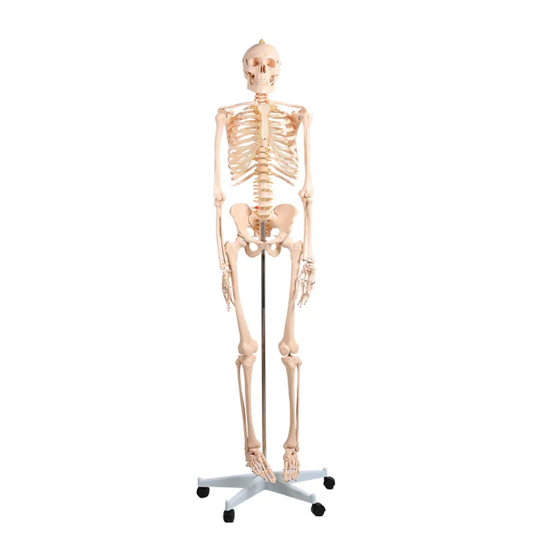 180 см Съемный скелет человека анатомический модель BIX A1001|human skeleton anatomical model|anatomical