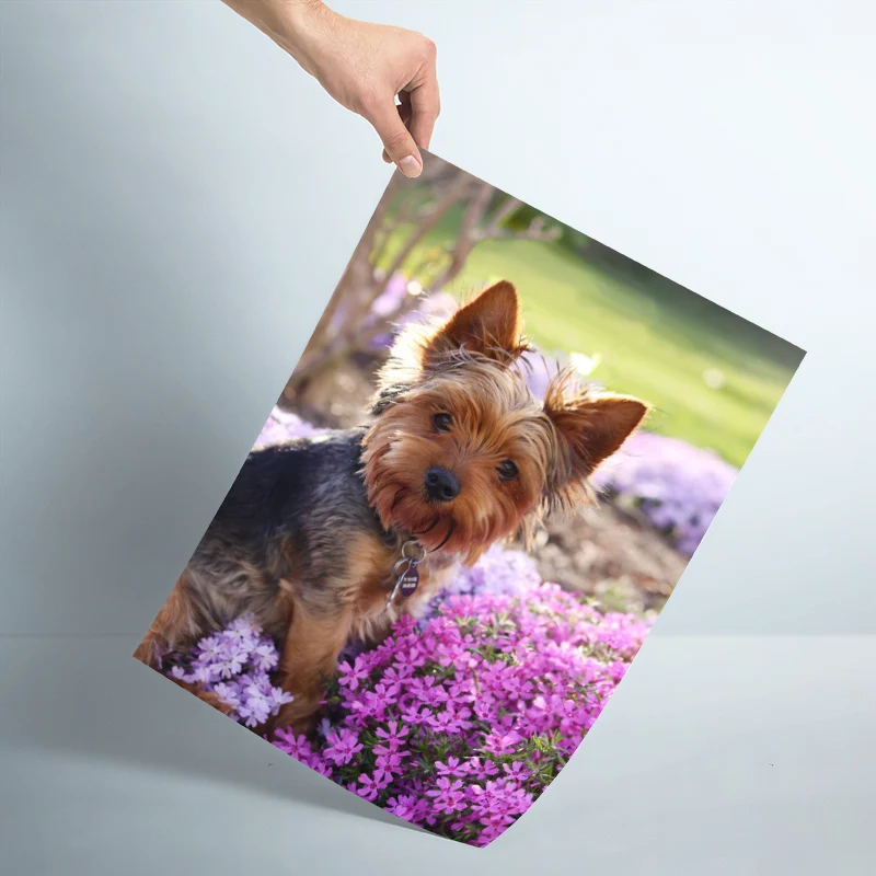 Настенный постер для домашних животных на заказ художественный декоративный