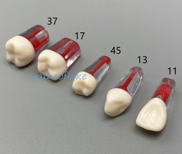 10 шт. стоматологический корневой канал модель для обучения эндододонтическая