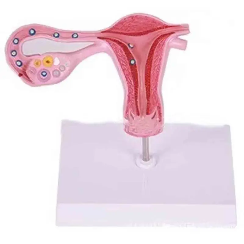 Прекрасный процесс удобрения яиц модель увеличения профиль полости матки