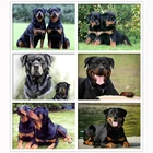 Алмазная 5D мозаика ротвейлера, картина из круглых страз, полная выкладка, собака, набор для домашнего декора